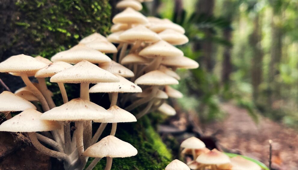 Do mushrooms have superpowers Here's what the science says